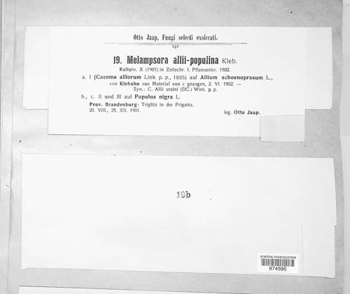 Melampsora allii-populina image